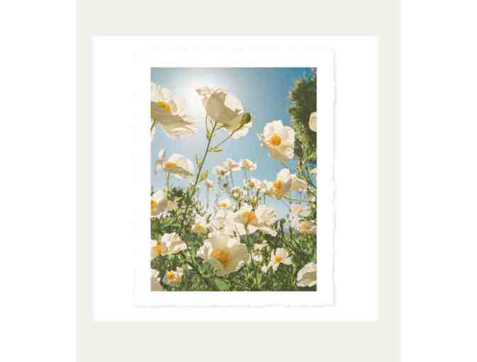 Matilija Poppies on Film