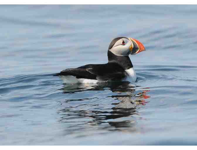 2 Adults Puffin Watch Tickets - Hardy Boat Cruises