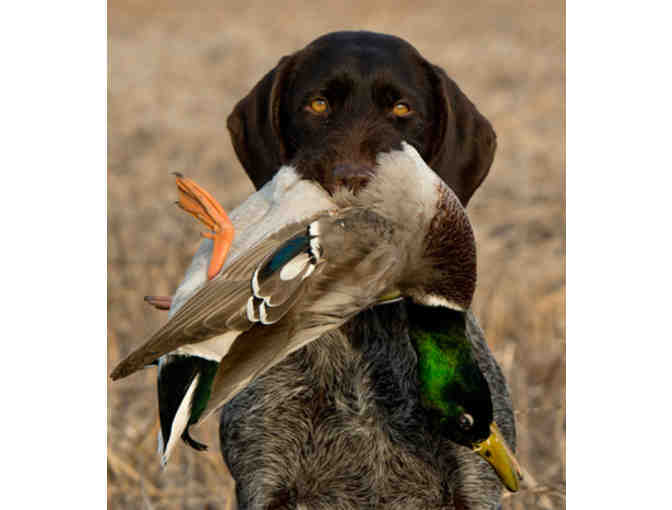 Duck Hunting in Suisun Marsh at Private Club