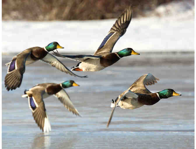 Duck Hunting in Suisun Marsh at Private Club