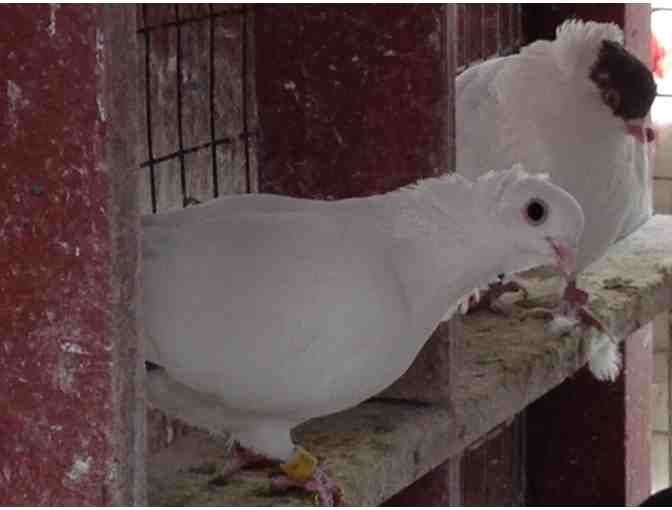 Maureen Monaco, An Afternoon of Pigeon Watching!