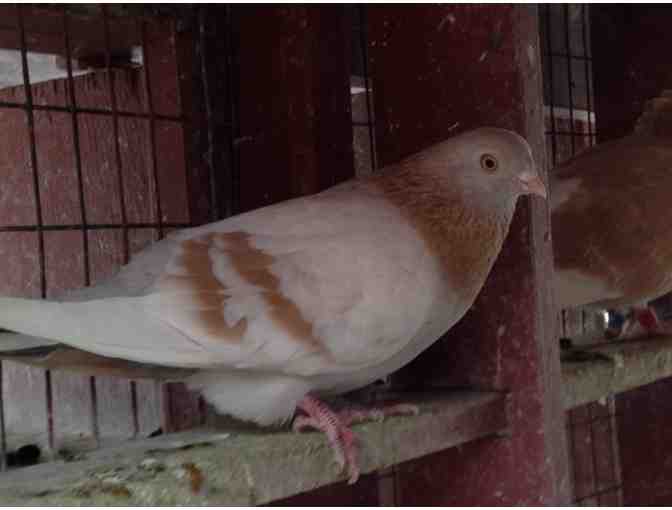 Maureen Monaco, An Afternoon of Pigeon Watching!