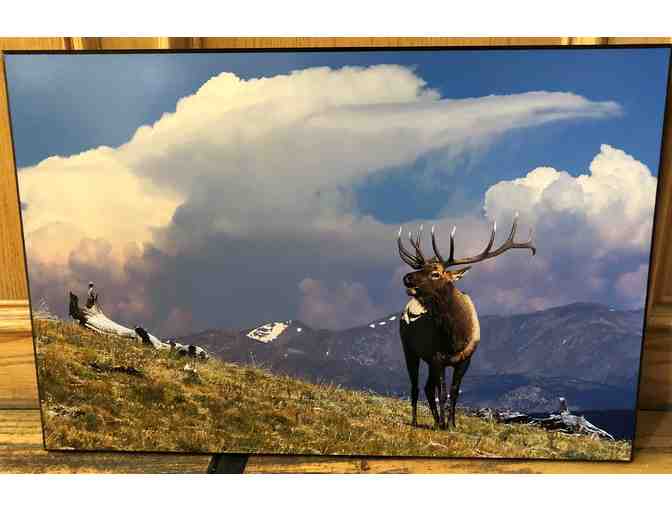 Elk Photograph by Vic Schendel