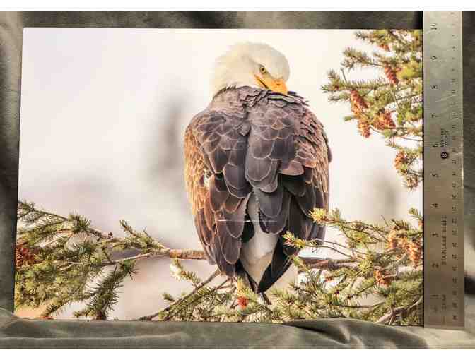 Preening Bald Eagle