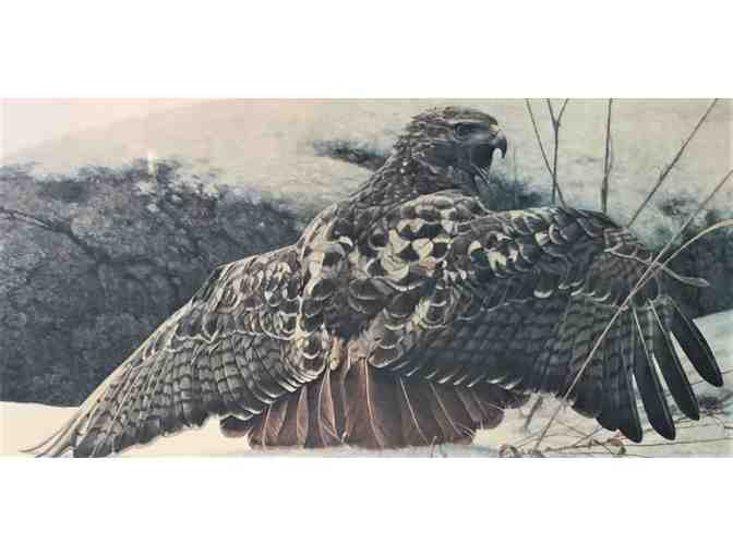 PREMIER - 'Mantling', Red-tailed Hawk by George McLean