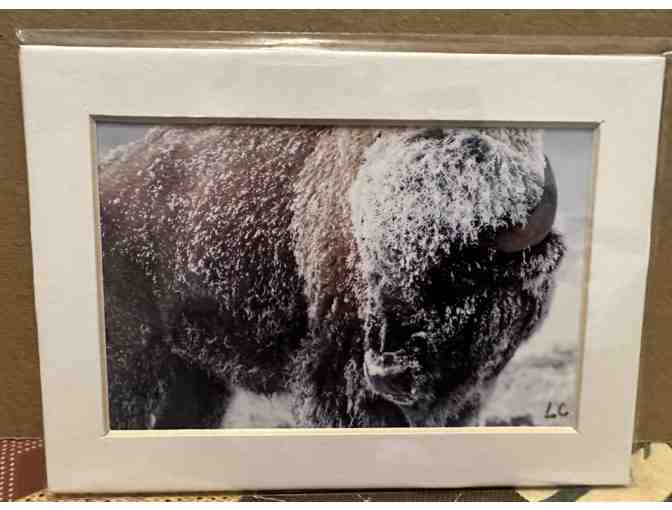 Bison and Coyote Matted Photos