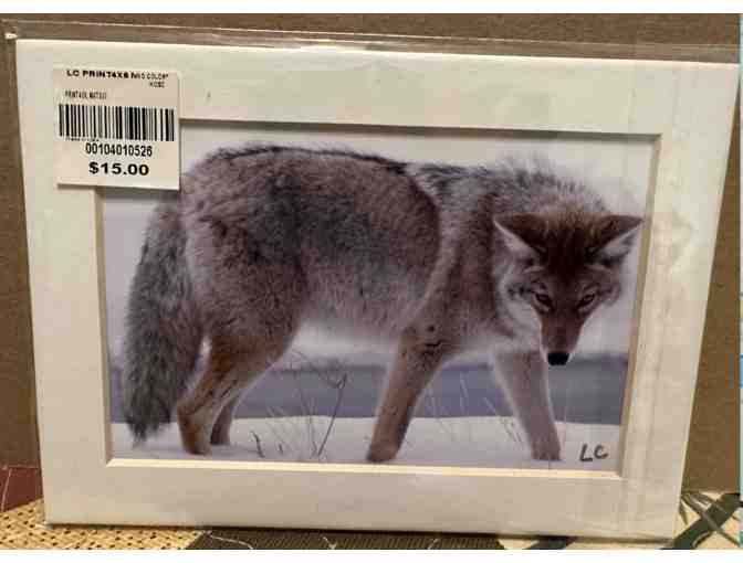 Bison and Coyote Matted Photos