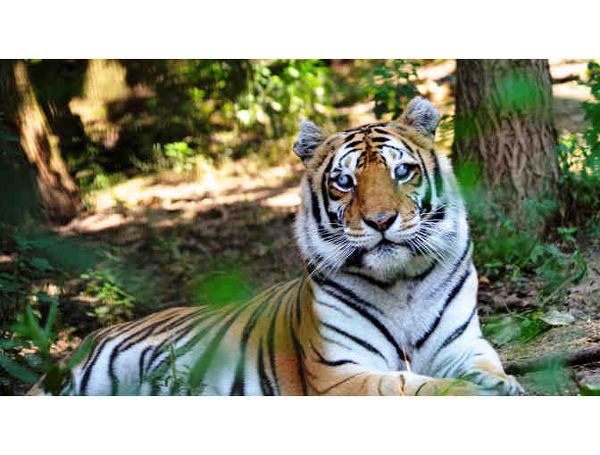 Tiger Sanctuary Tour