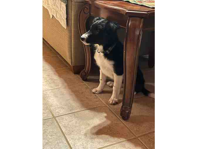 Border Collie (3 Months old Female)