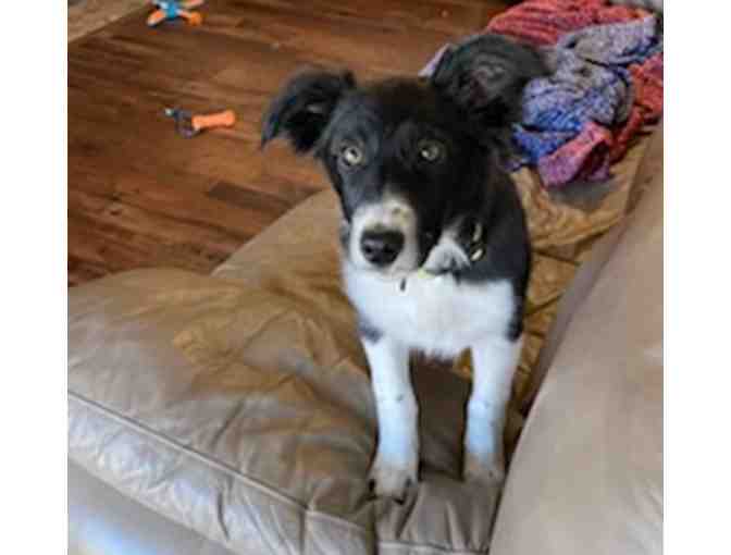 Border Collie (3 Months old Female)