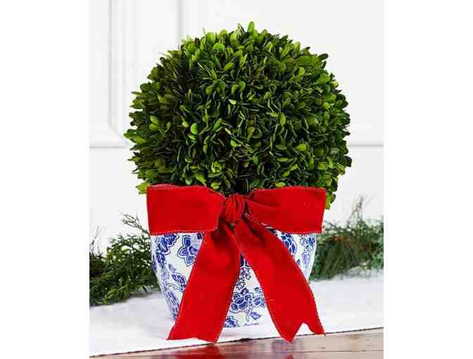 Southern Living Boxwood Topiary