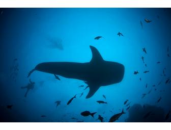 Spot # 8 - SCUBA Expedition to Cocos Island - 13 Days - Shark Central