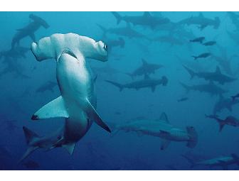 Spot # 8 - SCUBA Expedition to Cocos Island - 13 Days - Shark Central