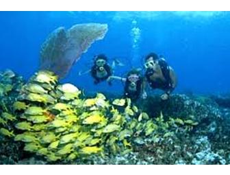 Bimini Big Game Club - Neal Watson's Dive Bimini - A Guy Harvey Outpost 2 nights/ 2 divers