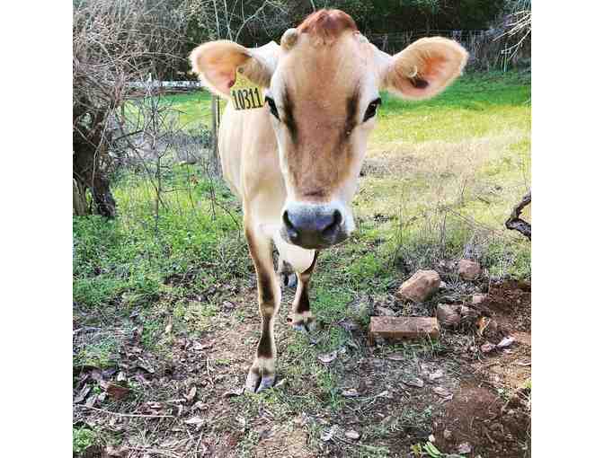 Fresh Milk - 2 Months of Milk from Pickle Creek Ranch - Local Napa Pickup or Delivery