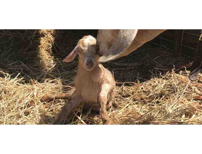 Barnyard Midwife Foundational Consultation