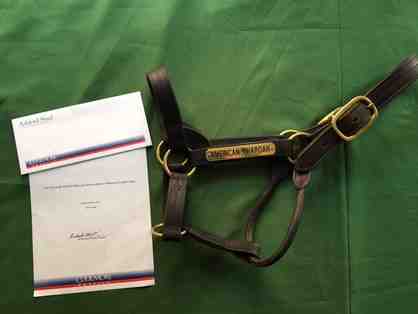 American Pharoah halter