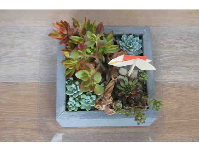 14x14 Micro Garden - Succulent Plant Crafted Composition