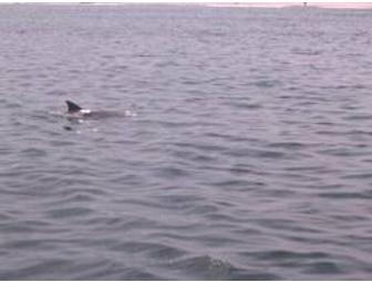 Don't Miss The Boat:  Atlantic City Cruises Dolphin Watching Cruise for 4