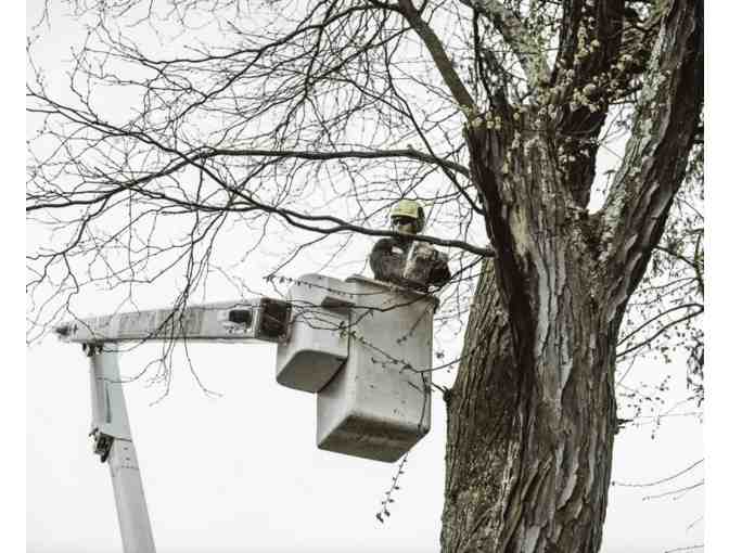 New England Tree Masters Pruning Class with a Certified Arborist - #1 -- Bid for a Seat