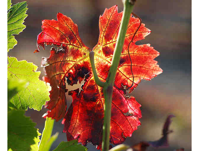 Canihan Wines - Wine Tasting for 2 Guests plus 4 bottles of wine