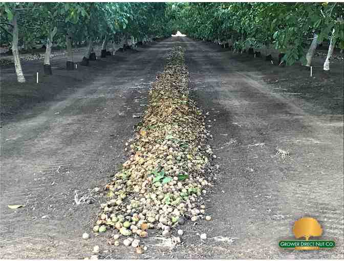 Tour for Four (4) at Grower Direct Nuts Walnut Processing Plant and Lunch