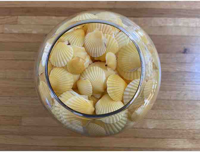 Large Clear Glass Vase Filled with Yellow Scallop Shells from Vineyard Beaches