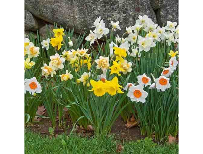 100 Daffodil Bulbs Plus a Volunteer to Plant Them!