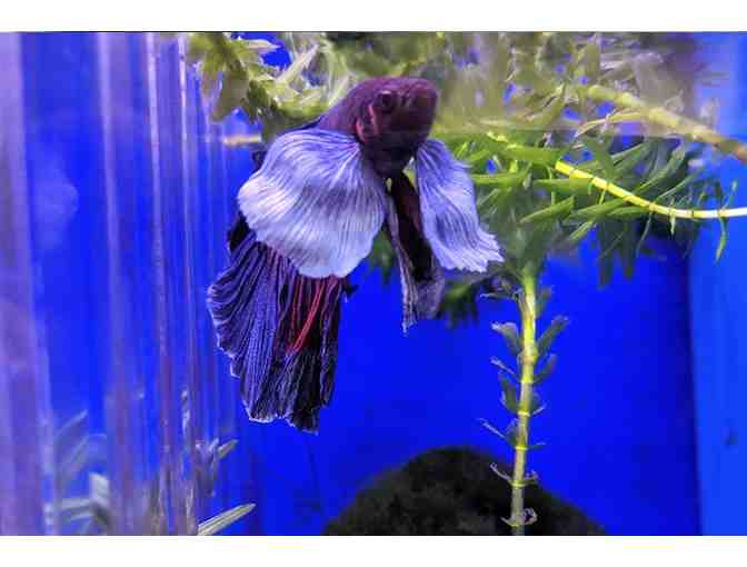 5 Gallon Aquarium with Kit - Photo 3