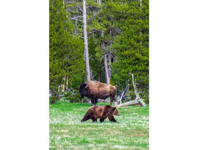 Wild Wyoming: Yellowstone National Park with 3-Night Stay for 2