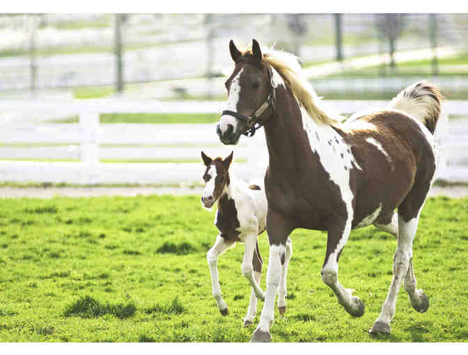 Z019. Kentucky Horse Park - Family 4 Pack