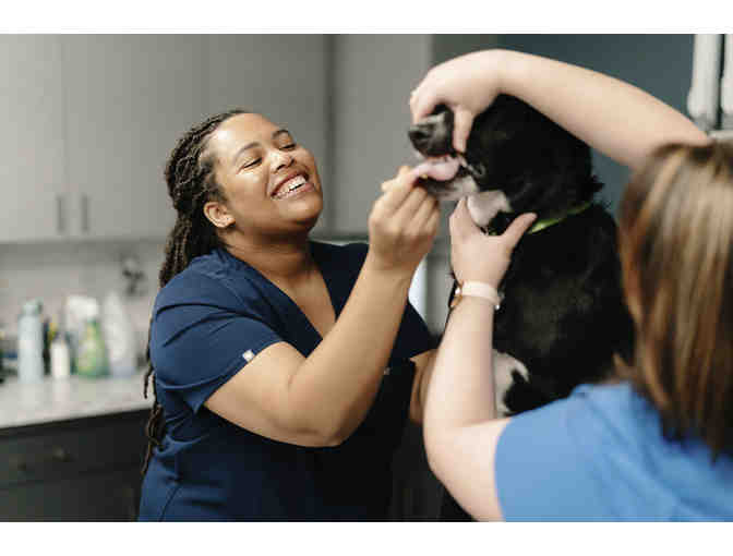 One Year Vet & Wellness Plan Membership for a Dog or Cat