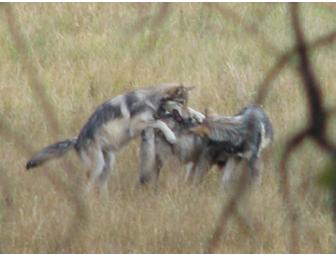 WOLF PUP COUNT