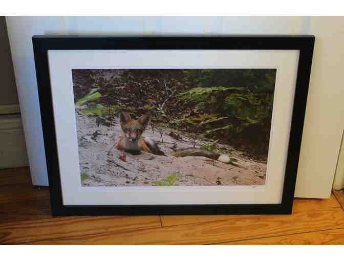 Fox in the DunePhotograph Print