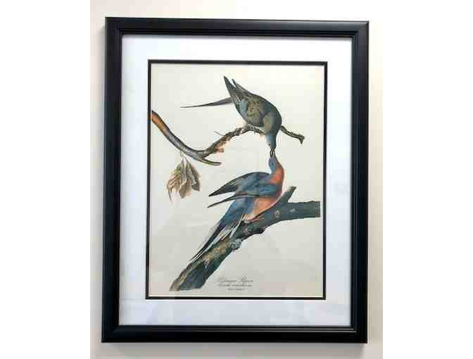 Two framed John James Audubon prints