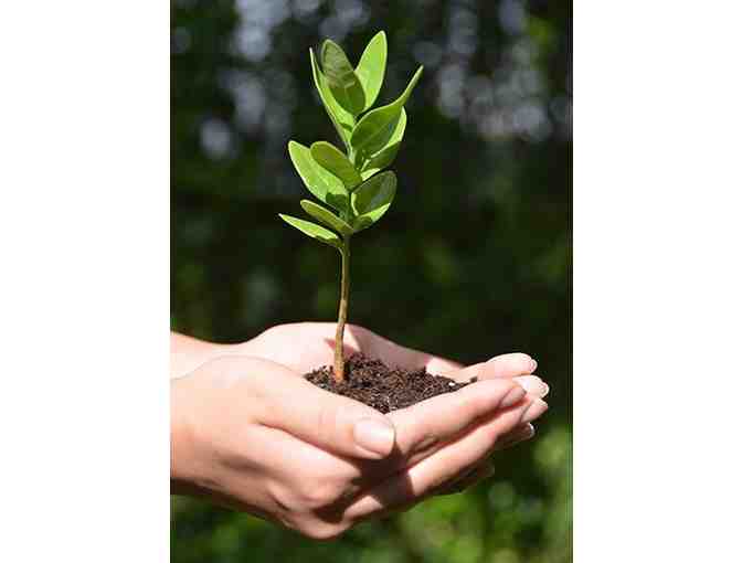 Hawaiian Legacy Reforestation Dedication Certificate valid for (1) Legacy Tree #2