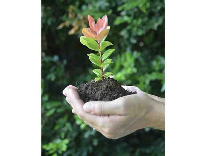 Hawaiian Legacy Reforestation Dedication Certificate valid for (1) Legacy Tree #3