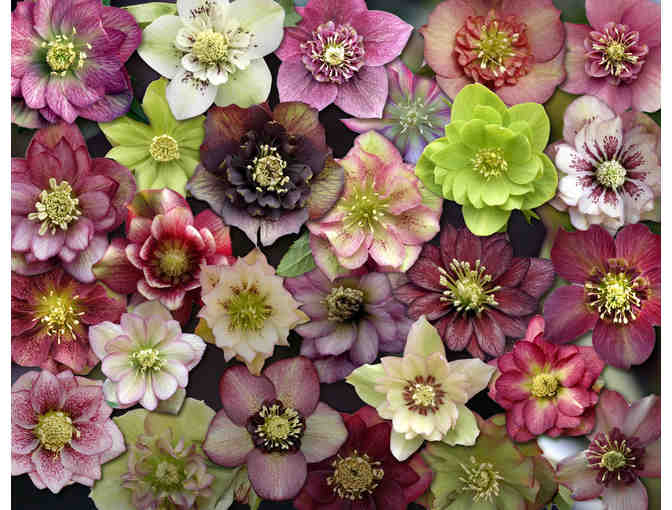 Hellebores & Trilliums from Sunshine Farm and Gardens