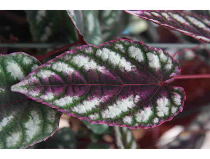 Agristarts Collection of Bold Tropical Foliage Plants for Municipal Containers - Photo 3