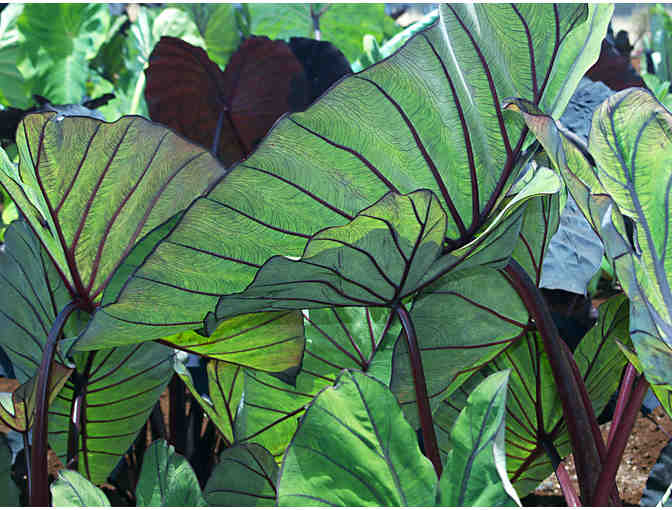 Agristarts Collection of Bold Tropical Foliage Plants for Municipal Containers