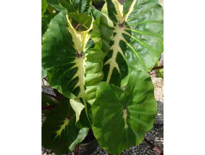 Agristarts Collection of Bold Tropical Foliage Plants for Municipal Containers