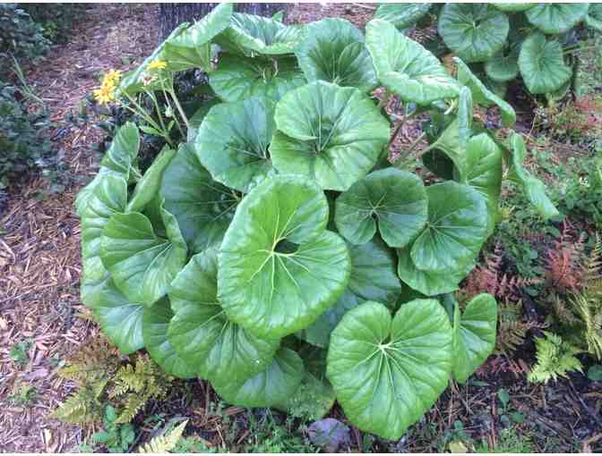 Agristarts Collection of Bold Tropical Foliage Plants for Municipal Containers - Photo 12