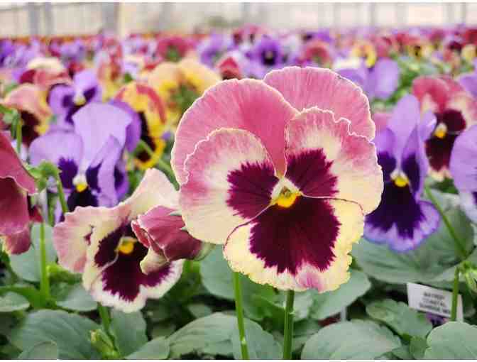 Bob's Market and Greenhouses Flower Plugs