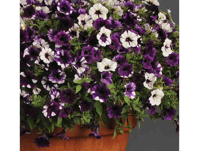 Pan American Seed $500 Gift Certificate for Wave Petunias and/or Beacon Impatiens