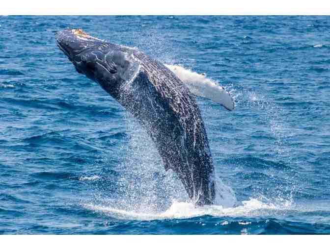 Captain Dave's Dolphin & Whale Safari