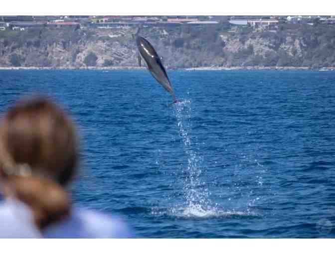 Captain Dave's Dolphin & Whale Safari