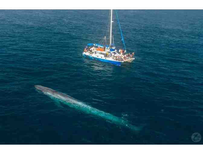 Captain Dave's Dolphin & Whale Safari