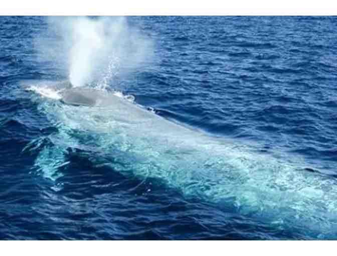 Captain Dave's Dolphin & Whale Safari