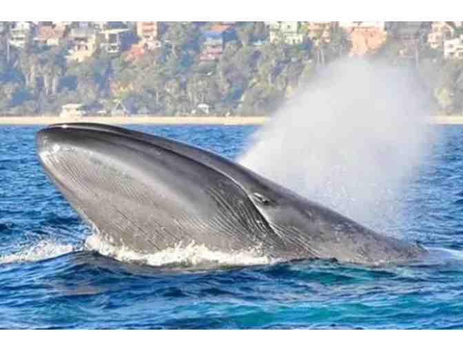 Captain Dave's Dolphin & Whale Safari