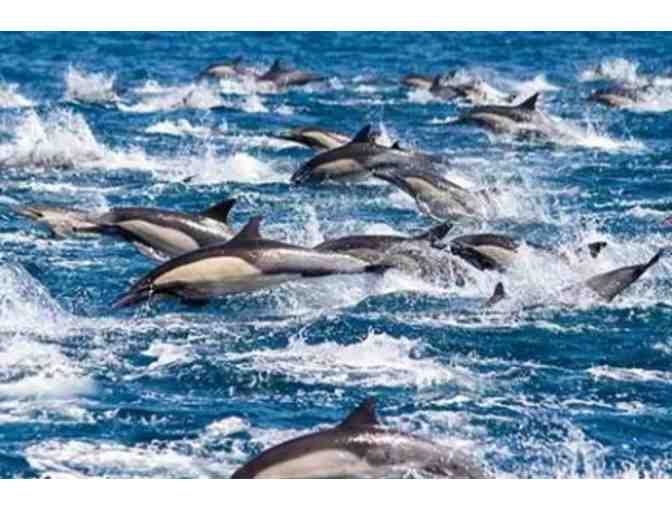 Captain Dave's Dolphin & Whale Safari